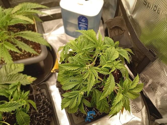 Třetí grou. Week 3 - 11.2