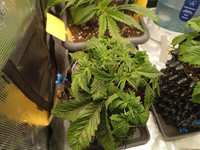 Třetí grou. Week 3 - 11.2