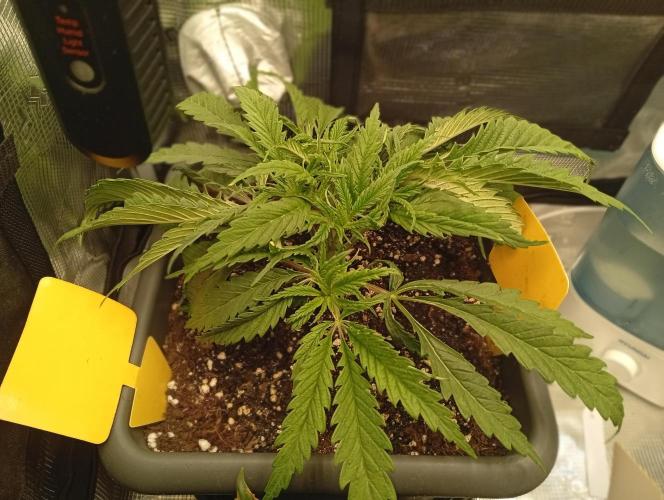 Třetí grou. Week 3 - 11.2