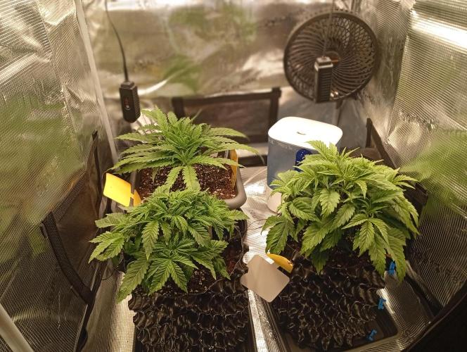 Třetí grou. Week 4 - 12.2