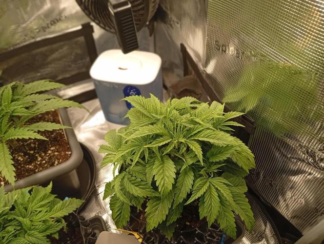 Třetí grou. Week 4 - 12.2 Blue Gelato 