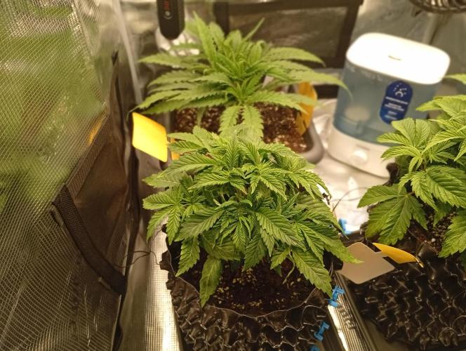 Třetí grou. Week 4 - 12.2 Glookies 