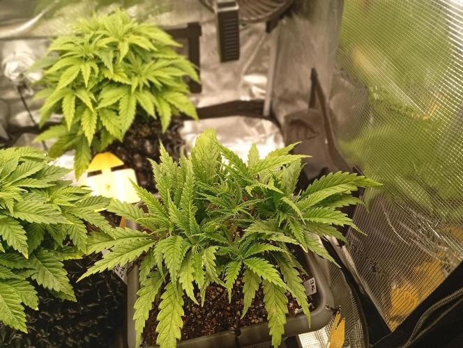 Třetí grou. Week 4 - 15.2 Orange Bud 2.0