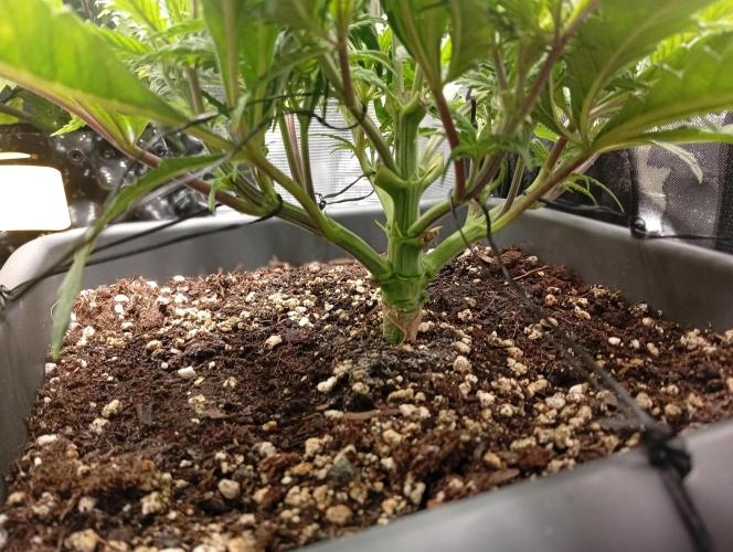 Třetí grou. Week 4 - 15.2 Orange Bud 2.0 LST 