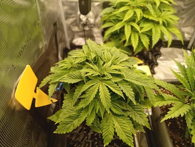 Třetí grou. Week 4 - 15.2 Glookies 