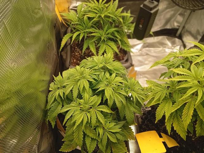 Třetí grou. Week 5 - 19.2 Glookies 