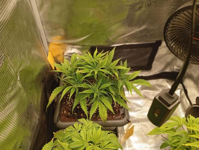 Třetí grou. Week 5 - 19.2 Orange Bud 2.0