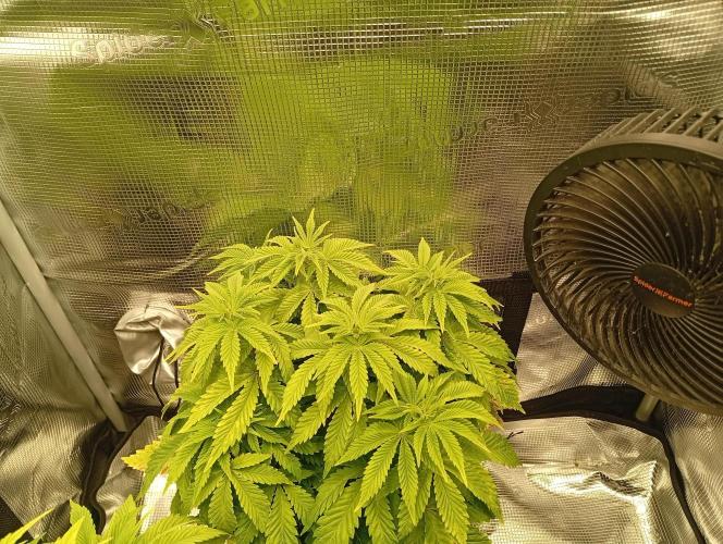 Třetí grou. Week 6 - 25.2 Blue Gelato 41 