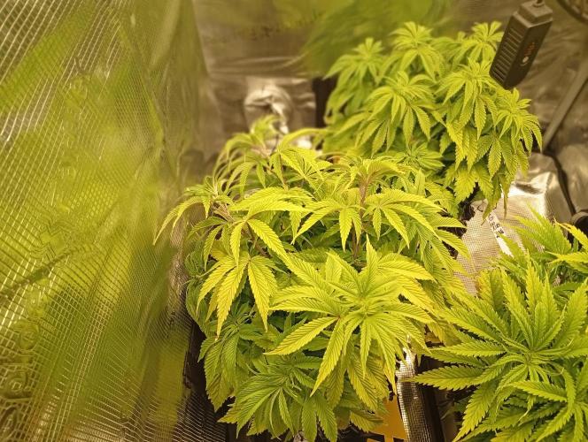 Třetí grou. Week 7 - 1.3 Blue Gelato 41 
První den květu 