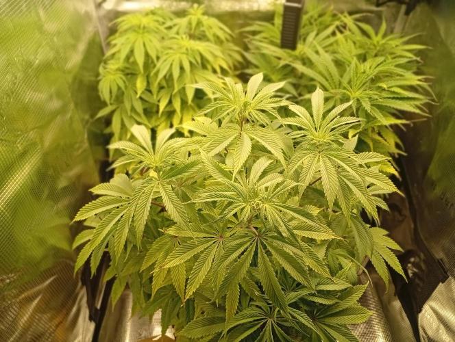 Třetí grou. Week 7 - 8.3 Blue Gelato 41 