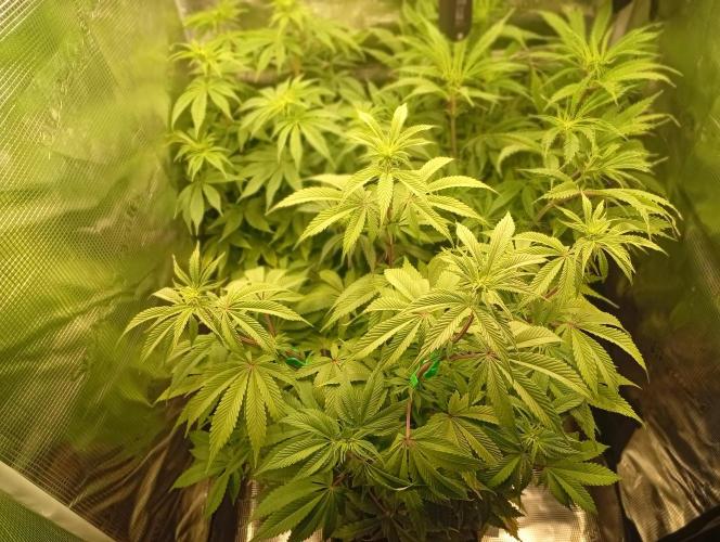 Třetí grou. Week 8 - 15.3 Blue Gelato 41 