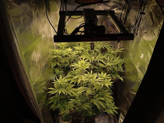 Třetí grou. Week 9 - 22.3 konec třetího týdne květu po defoliaci 