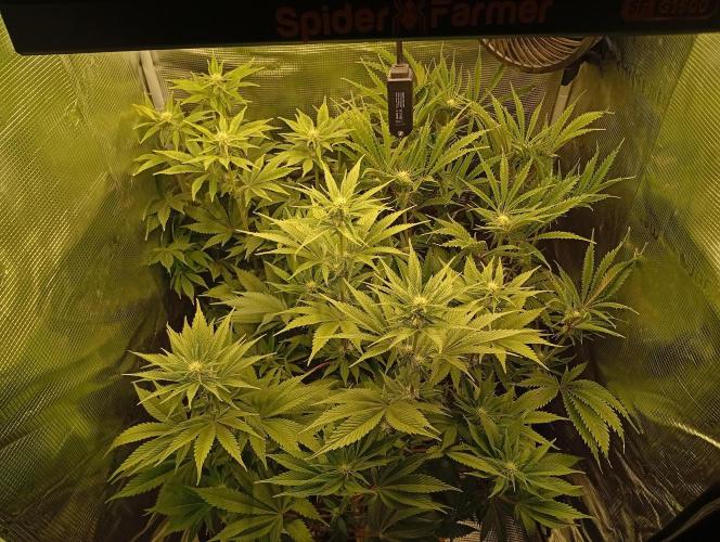 Třetí grou. Week 10 - 23.3 Blue Gelato 41 