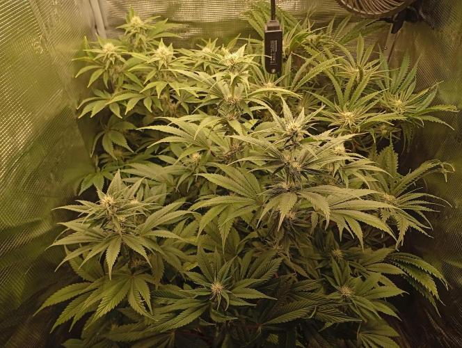 Třetí grou. Week 10 - 27.3 Blue Gelato 41 