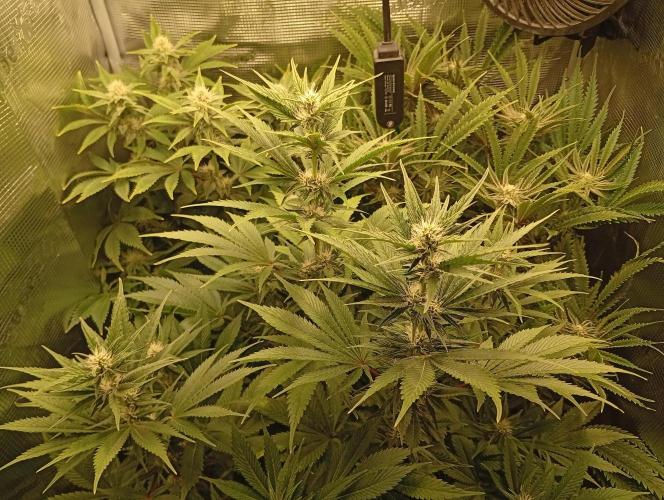 Třetí grou. Week 11 - 30.3 Blue Gelato 41 