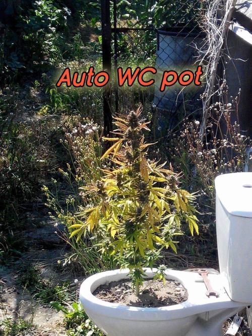 Dutch Passion - Orange Bud 2.0 door AgentWC40