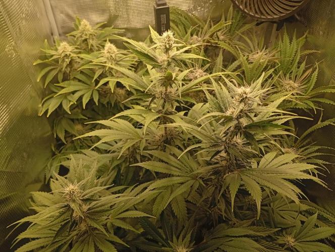 Třetí grou. Week 11 - 5.4 Blue Gelato 41 