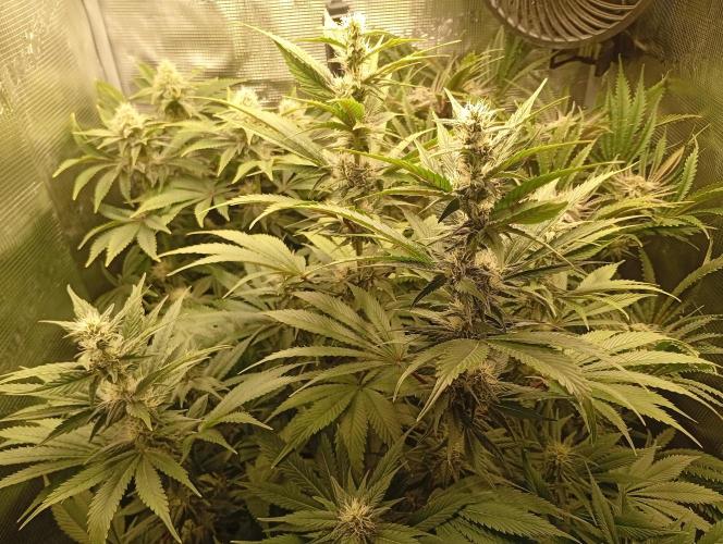 Třetí grou. Week 12 - 6.4 Blue Gelato 41 