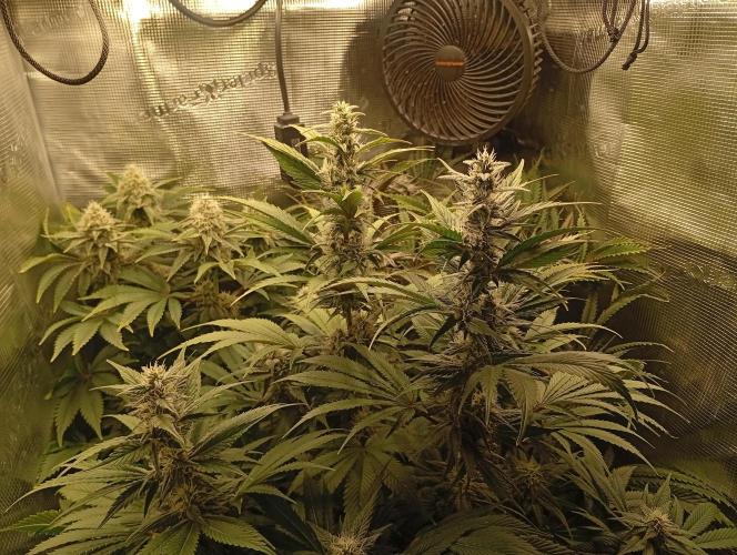 Třetí grou. Week 12 - 12.4 Blue Gelato 41 