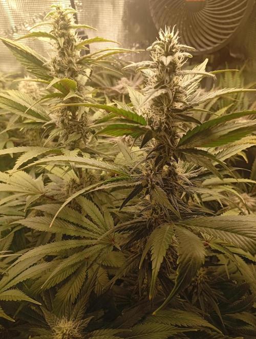 Třetí grou. Week 13 - 13.4 Blue Gelato 41 