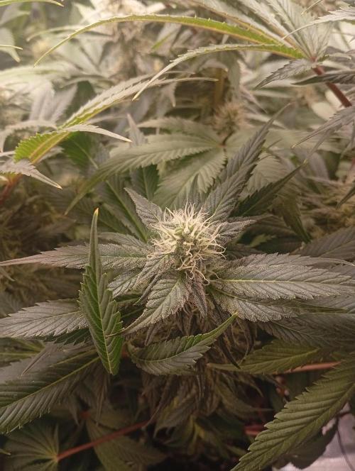 Třetí grou. Week 13 - 13.4 Blue Gelato 41 