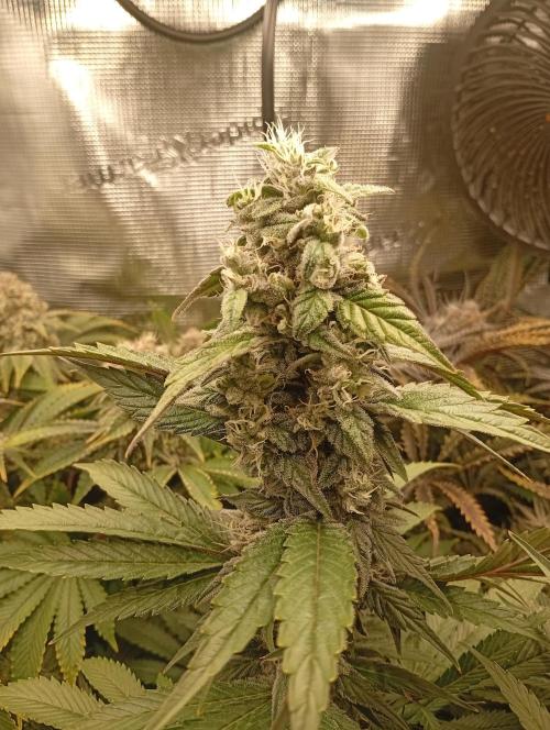 Třetí grou. Week 15 - 27.4 Blue Gelato 41 