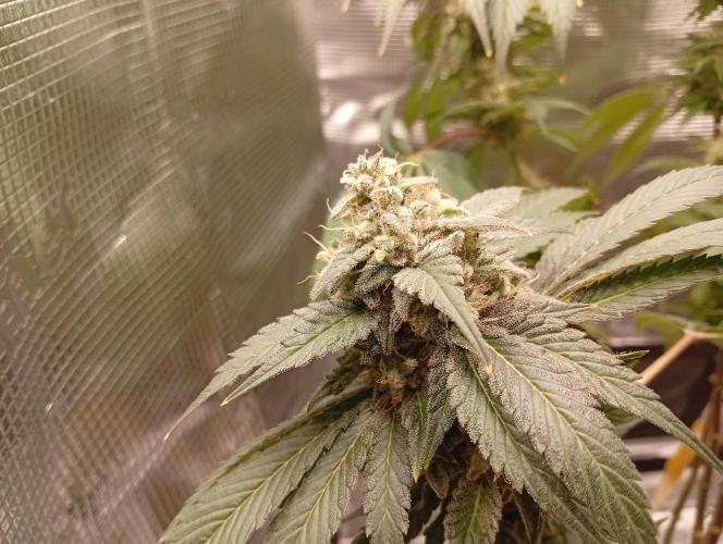 Třetí grou. Week 16 - 10.5 Blue Gelato 41
 70 den květu 
