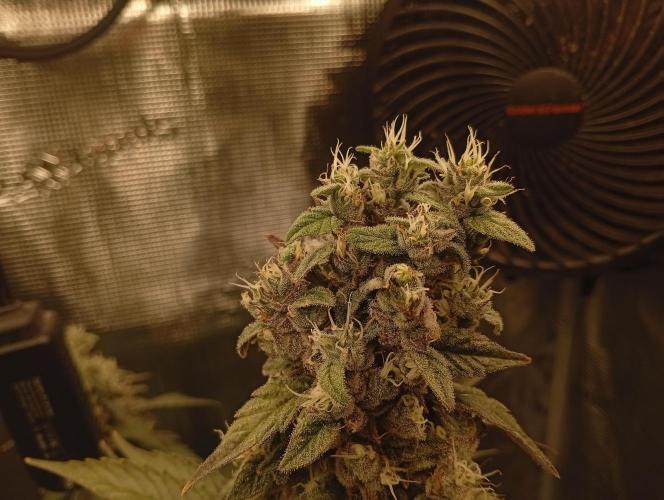 Třetí grou. Week 16 - 10.5 Blue Gelato 41 
70 den květu 