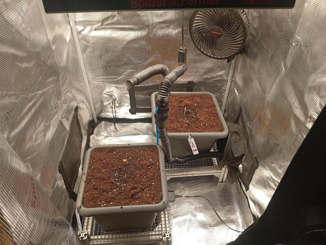 2 x LSD. Week 0