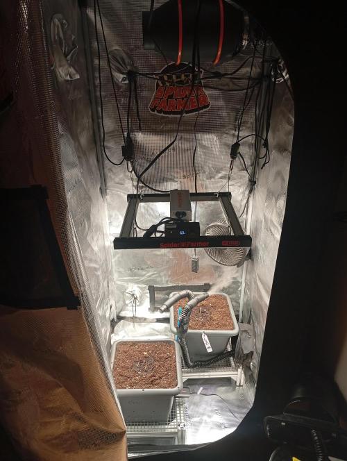 2 x LSD. Week 0