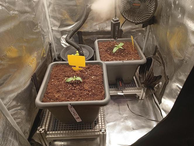 2 x LSD. Week 1 - 8.6 LSD
