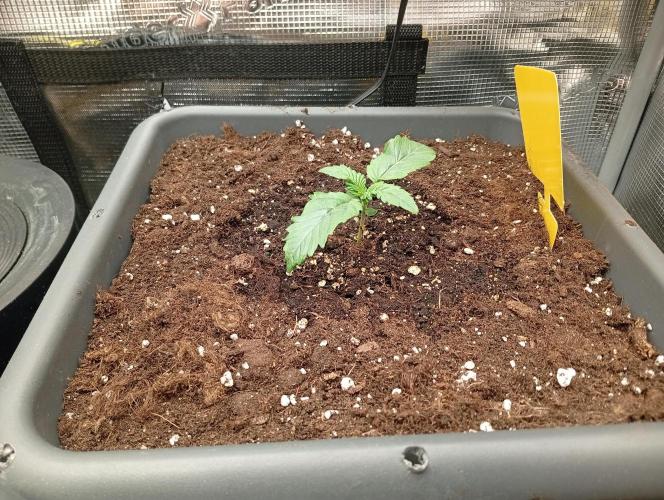 2 x LSD. Week 1 - 8.6 LSD