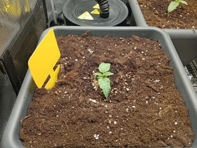 2 x LSD. Week 1 - 8.6 LSD opozdilec