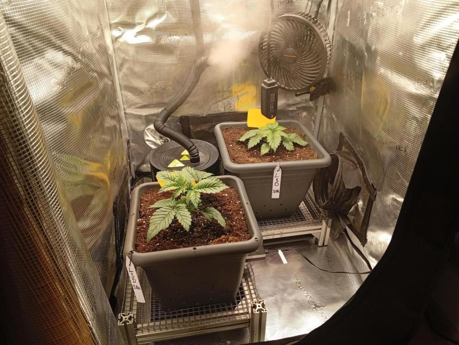 2 x LSD. Week 2 - 15.6
Druhý týden růstu 