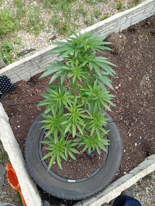 Venkacek. Week 11 - 4.6