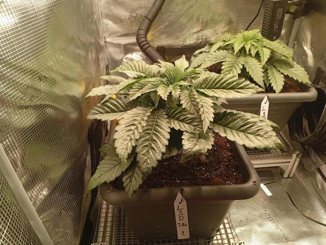 2 x LSD. Week 3 - 22.6