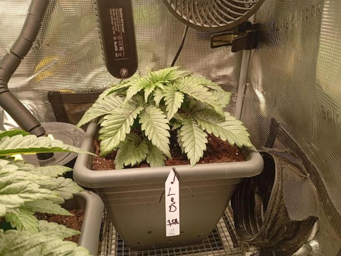 2 x LSD. Week 3 - 22.6