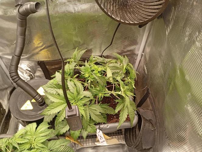 2 x LSD. Week 4 - 29.6