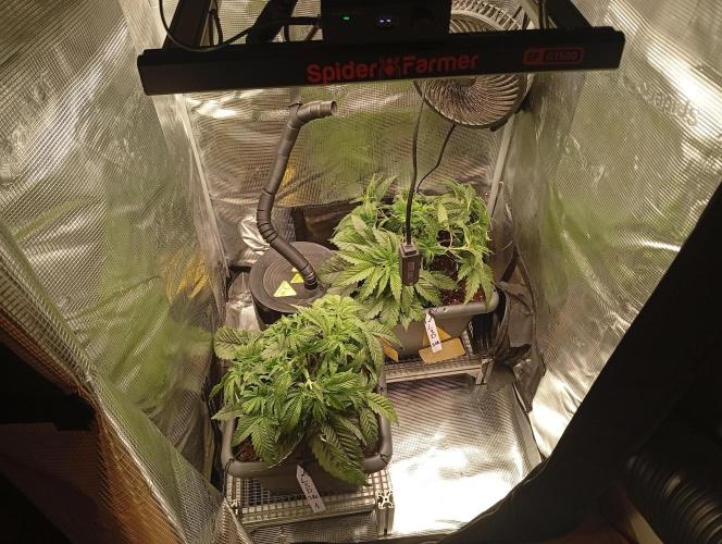 2 x LSD. Week 4 - 29.6