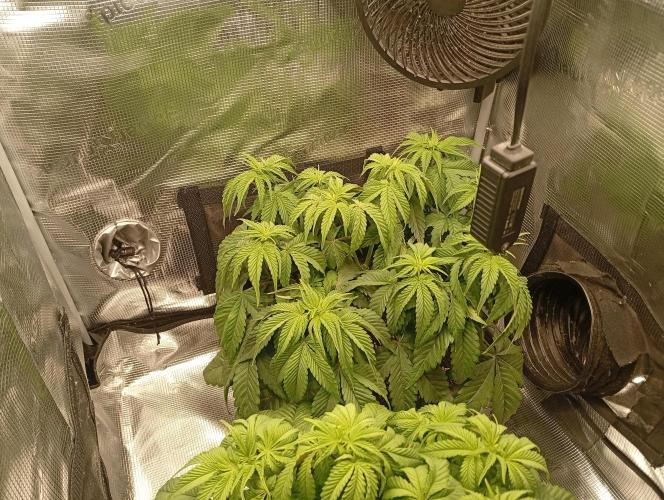 2 x LSD. Week 5 - 6.7 LSD 2
