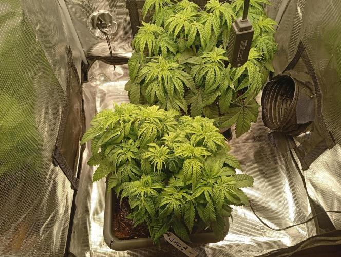 2 x LSD. Week 5 - 6.7 LSD 1
