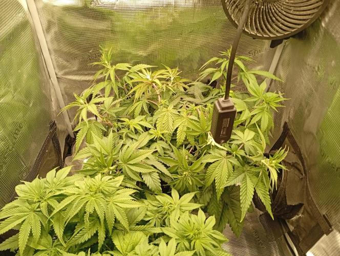 2 x LSD. Week 6