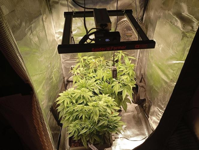 2 x LSD. Week 6