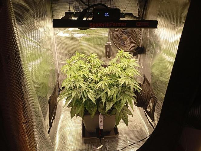 2 x LSD. Week 6 - 15.7 