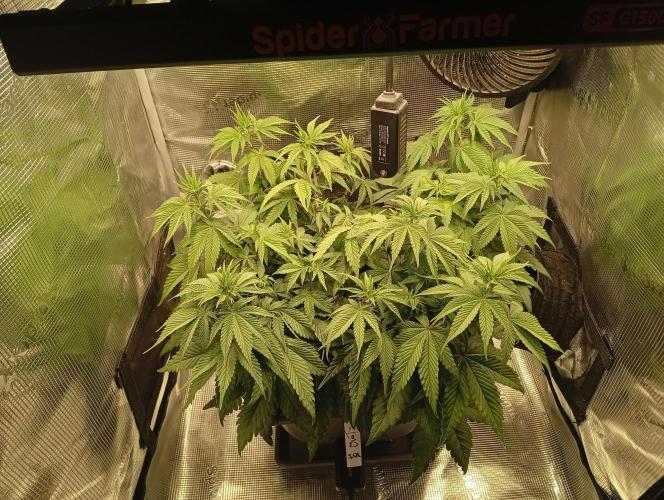 2 x LSD. Week 6 - 15.7