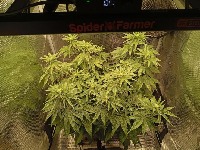 2 x LSD. Week 7 - 20.7
15 den květu 