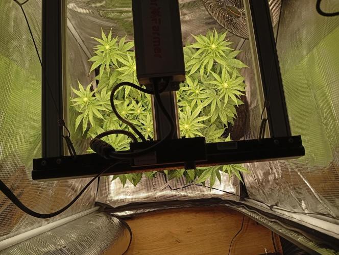 2 x LSD. Week 7 - 20.7 
15 den květu 