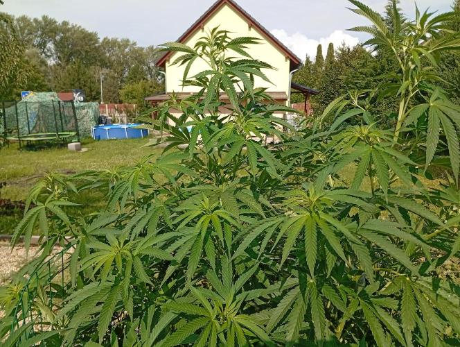 Black Cherry Gushers. Week 16