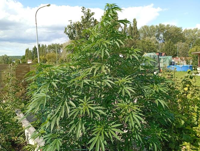 Black Cherry Gushers. Week 16