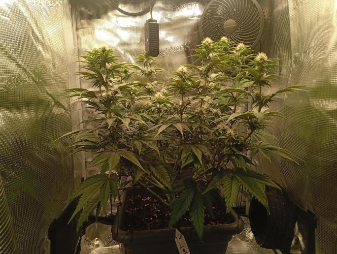 2 x LSD. Week 8